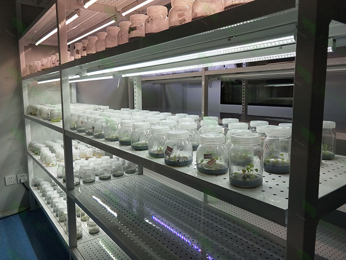 植物组织培养实验室建设方案